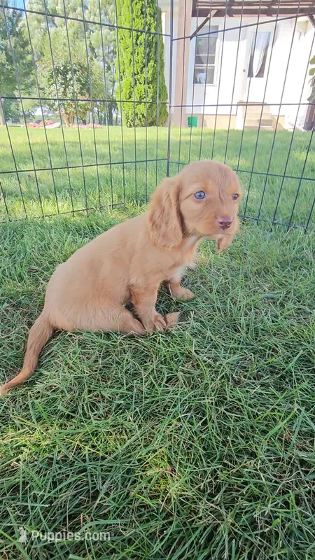 Chestnut – Dachshund, Cavalier King Charles Spaniel puppy for sale in Ligonier, IN