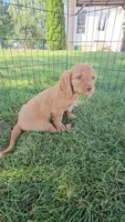Chestnut, a male Dachshund and Cavalier King Charles Spaniel for sale in Ligonier, IN – 1 of 4