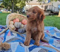 Cedar, a male Miniature Goldendoodle for sale in Ligonier, IN – 1 of 7