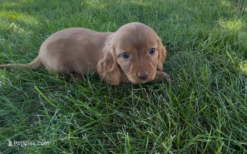 Chestnut – Dachshund, Cavalier King Charles Spaniel puppy for sale in Ligonier, IN
