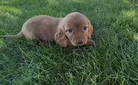 Chestnut , a male Dachshund and Cavalier King Charles Spaniel for sale in Ligonier, IN – 2 of 3
