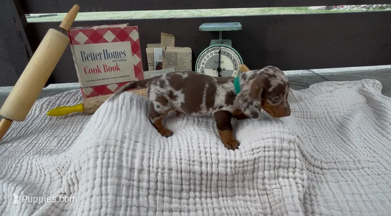 Snickerdoodle  – Dachshund puppy for sale in Ligonier, IN