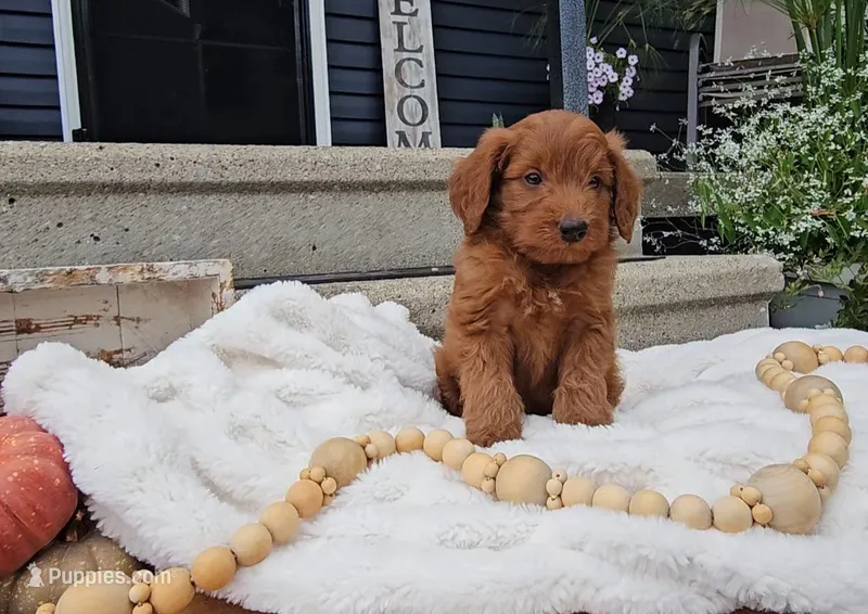 Cedar – Miniature Goldendoodle puppy for sale in Ligonier, IN