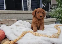 Cedar, a male Miniature Goldendoodle for sale in Ligonier, IN – 3 of 7