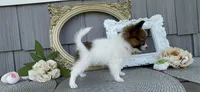 Honey, a female Papillon for sale in Wolcottville, IN – 3 of 6