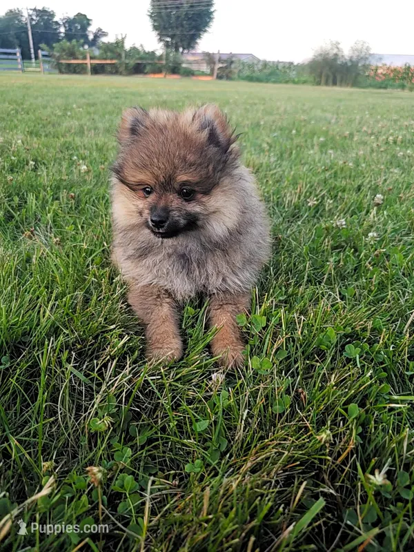 Bear – Pomeranian puppy for sale in Ligonier, IN