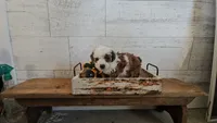 Sophia, a female Poodle - Miniature  for sale in Ligonier, IN – 2 of 2