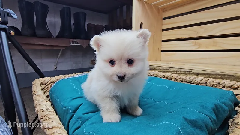 Ivory – Pomeranian puppy for sale in Wolcottville, IN
