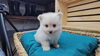 Ivory, a female Pomeranian for sale in Wolcottville, IN – 1 of 2