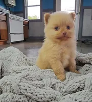 Mable, a female Pomeranian for sale in Wolcottville, IN – 1 of 1