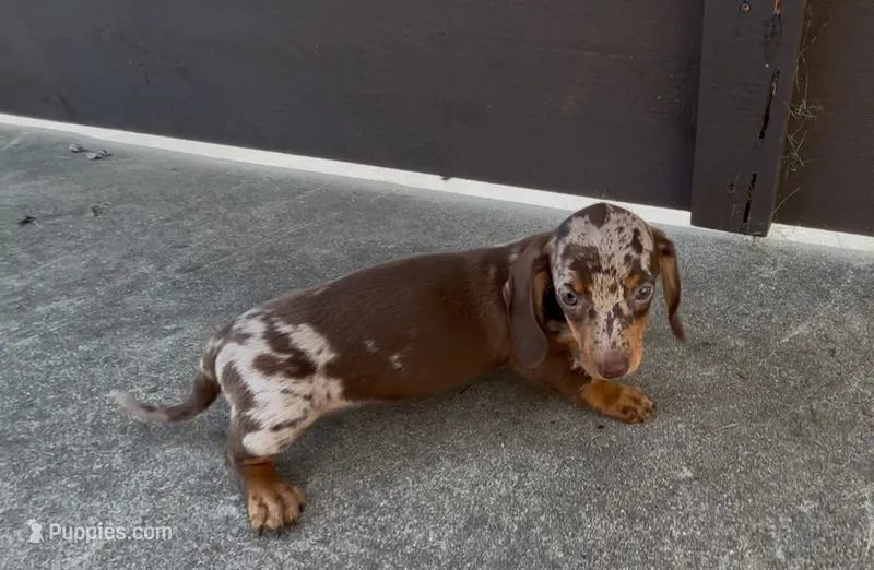 Honeybun – Dachshund puppy for sale in Ligonier, IN