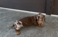Honeybun, a female Dachshund for sale in Ligonier, IN – 1 of 5