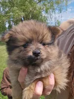 Fox, a male Pomeranian for sale in Wolcottville, IN – 3 of 3