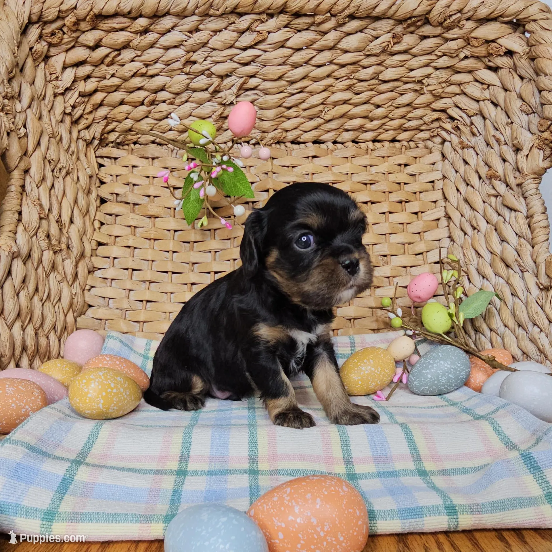 Sterling, a male Cavalier King Charles Spaniel for sale in Wolcottville, IN – Photo 1 of 1