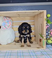 Sterling, a male Cavalier King Charles Spaniel for sale in Wolcottville, IN – Photo 2 of 4