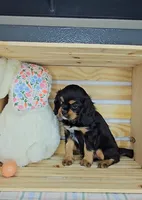 Sterling, a male Cavalier King Charles Spaniel for sale in Wolcottville, IN – Photo 1 of 4