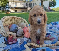 Arthur, a male Miniature Goldendoodle for sale in Ligonier, IN – 1 of 7