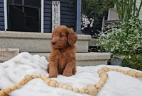 Cedar, a male Miniature Goldendoodle for sale in Ligonier, IN – 4 of 7