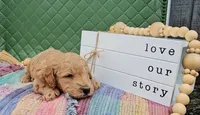 Buck, a male Goldendoodle for sale in Ligonier, IN – 2 of 3