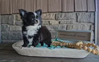 Milo, a male Chihuahua for sale in Wolcottville, IN – 3 of 10