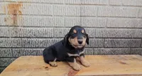 Teddy, a male Border Collie and Miniature Dachshund for sale in Wolcottville, IN – 3 of 3