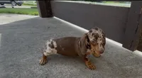 Honeybun, a female Dachshund for sale in Ligonier, IN – 2 of 5