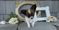Honey, a female Papillon for sale in Wolcottville, IN – 4 of 6