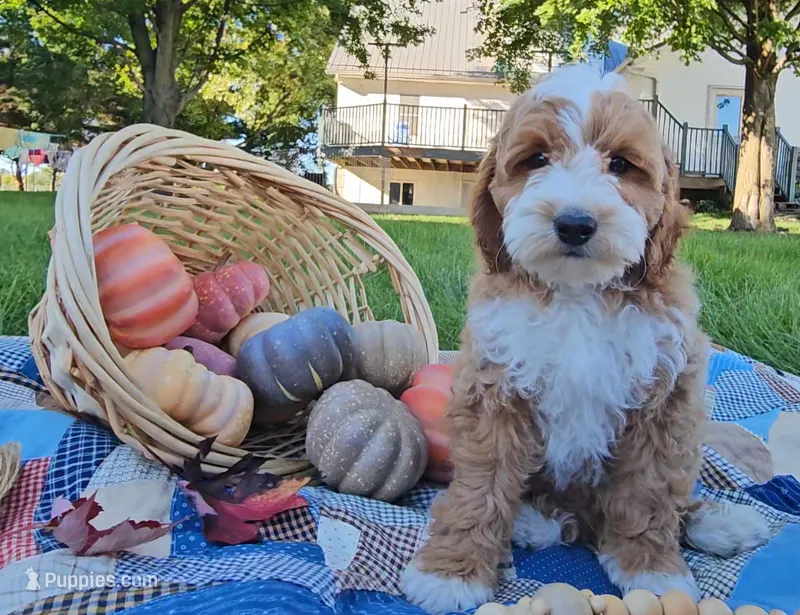 Walter – Miniature Goldendoodle puppy for sale in Ligonier, IN
