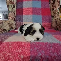 Sullivan, a male Cavapoo for sale in Wolcottville, IN – Photo 3 of 3