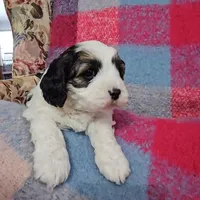 Sullivan, a male Cavapoo for sale in Wolcottville, IN – Photo 2 of 3