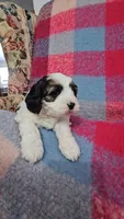 Sullivan, a male Cavapoo for sale in Wolcottville, IN – Photo 2 of 3