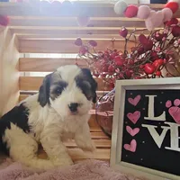 Sullivan, a male Cavapoo for sale in Wolcottville, IN – Photo 1 of 3