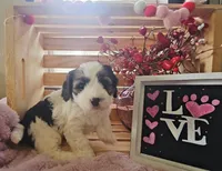 Sullivan, a male Cavapoo for sale in Wolcottville, IN – Photo 1 of 3