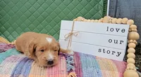 Birch, a male Goldendoodle for sale in Ligonier, IN – 1 of 3