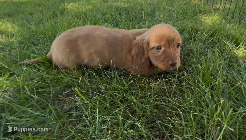 Chestnut  – Dachshund, Cavalier King Charles Spaniel puppy for sale in Ligonier, IN