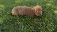 Chestnut , a male Dachshund and Cavalier King Charles Spaniel for sale in Ligonier, IN – 1 of 3
