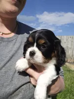 Rosie, a female Cavalier King Charles Spaniel for sale in Wolcottville, IN – 4 of 4