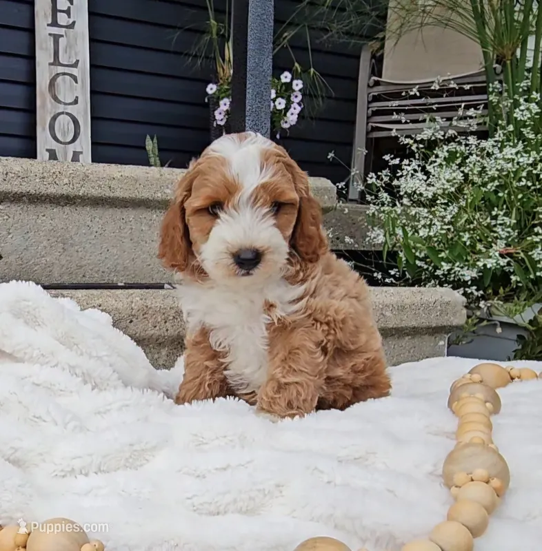Walter – Miniature Goldendoodle puppy for sale in Ligonier, IN