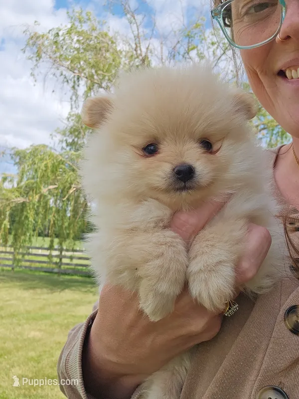 Fern – Pomeranian puppy for sale in Wolcottville, IN