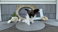 Meadow, a female Papillon for sale in Wolcottville, IN – 3 of 5