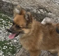 Fox, a male Pomeranian for sale in Ligonier, IN – 2 of 6