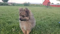 Fox, a male Pomeranian for sale in Ligonier, IN – 2 of 10