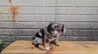 Paddington, a male Border Collie and Miniature Dachshund for sale in Wolcottville, IN – 2 of 4