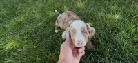 Cider, a male Dachshund and Cavalier King Charles Spaniel for sale in Ligonier, IN – 3 of 3