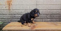 Lottie, a female Border Collie and Miniature Dachshund for sale in Wolcottville, IN – 3 of 3