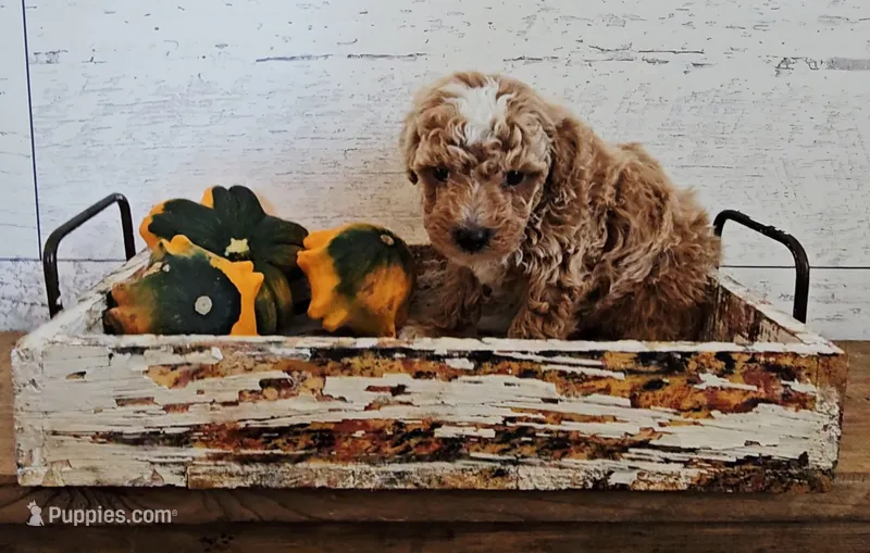 Jasper – Poodle - Miniature  puppy for sale in Ligonier, IN