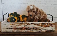 Jasper, a male Poodle - Miniature  for sale in Ligonier, IN – 1 of 2