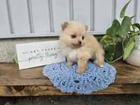 Thea, a female Pomeranian for sale in Wolcottville, IN – 4 of 4