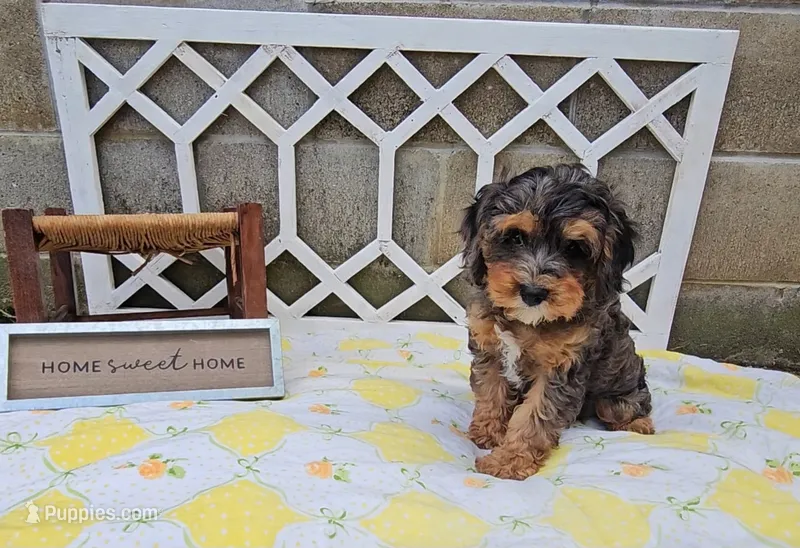 Magnolia – Cavapoo puppy for sale in Ligonier, IN
