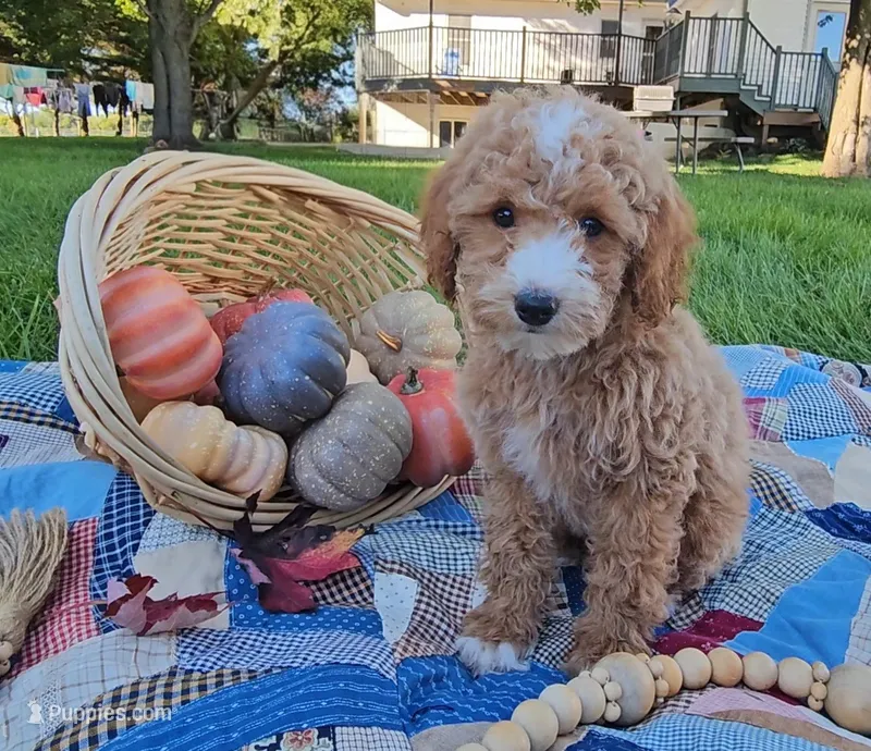 Eloise – Miniature Goldendoodle puppy for sale in Ligonier, IN